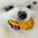 펫푸드스쿨 이미지