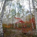 원대리 자작나무숲 이미지