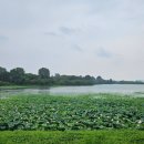 애견의 정원 이미지