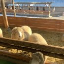 은성목장 이미지