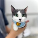 더블유(W) 고양이 미용센터 | 인천 저자극 무마취 고양이 전문 미용 후기 _ w고양이미용센터