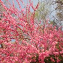 홍매화 나무 꽃 사진, 분홍꽃 나무, 꽃복숭아 나무 꽃사진 4월 27일 이미지