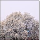 [전북익산]화려한 꽃잔디와 청초한 목련이 묘하게 어울리는 늘푸른수목원 이미지