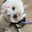 단추 | 라무라무 펫살롱 / 화명동 애견목욕 비숑 단추 후기 !