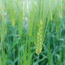 속초중앙교회 이미지