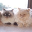 포근포근 이미지