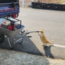 연근농장 | <나눔이벤트.6> 내음농장 '생연근' 캡니다. 주문주세요. 연근수제비 레시피🍲