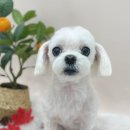 슈멍드아 이미지