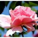 로얄바카라 이미지