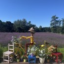 처음, 철원 | [철원] 고석정 꽃밭, 고석정 | 주차장, 입구 후기 | 철원 당일치기