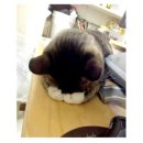 닥터수 네이버블로그