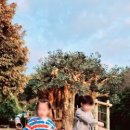 카페어리로