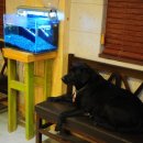 아이러브독도 이미지