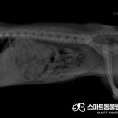 스마트동물병원 군자점 이미지