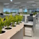 에코 플랜테리어 수경재배 이미지