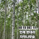 인제14-1 | 인제여행 추천 | 인제 원대리 자작나무숲 여름 후기(주차, 버스정보, 입장시간)