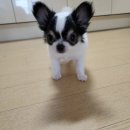 우리애견 이미지