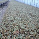 완주농장 이미지