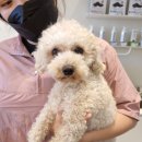 The 사랑할 개 이미지