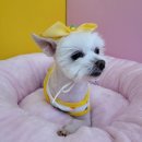 멍멍이컷 이미지