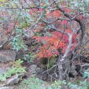 개울건너 이미지