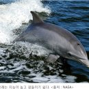 고래사냥