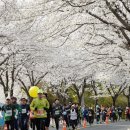2023 대청호 벚꽃길 마라톤 대회 이미지