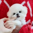 퍼피빌리지 이미지