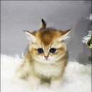 야옹아 멍멍해봐 강아지고양이 평택점 이미지