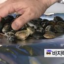 백종원 바지락 야외용 구이 만들기. 이미지