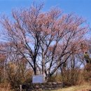 제주 봉개동 왕벚나무 자생지 이미지