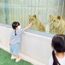 쌍둥농장 | 아이와 강릉가볼만한곳 쌍둥이동물농장 호랑이사자 있는 체험형동물원