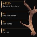 건강담 | 제로칼로리로 건강을 담은 녹용진액 소연담 천상녹후기!