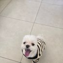 연희동물의료원 이미지