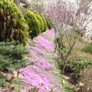 송광사&벚꽃길 이미지