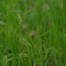 강아지풀 이미지