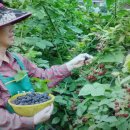 가마골농장 이미지