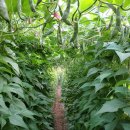 신흥농장 이미지