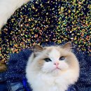 플라워돌스 이미지