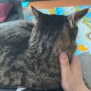 아카루이 디저트샵 이미지