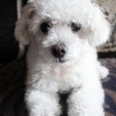 크로스핏 뉴블랙 이미지