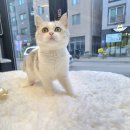 일산고양이분양라라캣츠
