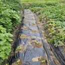 하은농장 이미지