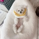 가람동물병원 | 병원방문일지/마두 가람동물병원/대화 일산동물의료원/백석 새로이동물병원/운정 초롱꽃마을 다나동물...