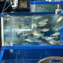 대전도매시장 | 대전 노은 수산물도매시장 내돈내산 구매 후기