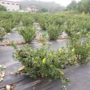 대성농원 이미지