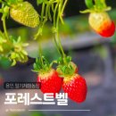 소중농장 | 용인 실내가볼만한곳 딸기체험농장 포레스트벨 후기