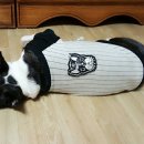 로마네 간식나라 이미지