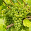 일심2로L 이미지