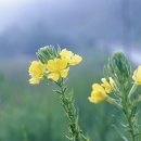 달맞이 꽃-월견초(月見草)-Evening primrose 이미지